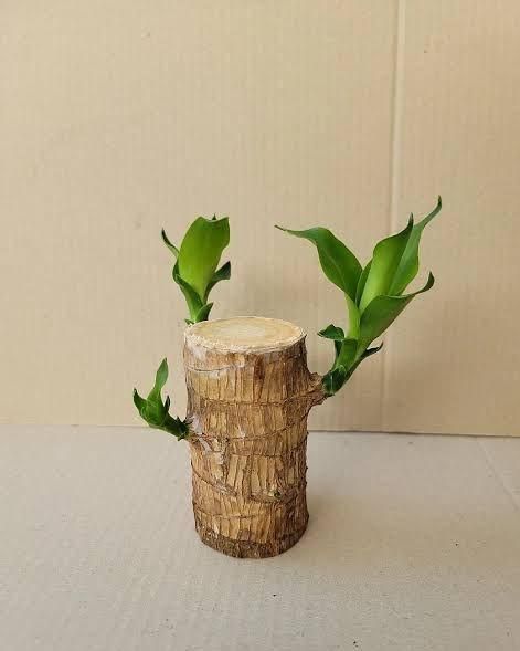 Brazilian Lucky Wood (BUY 1 GET 1 FREE)