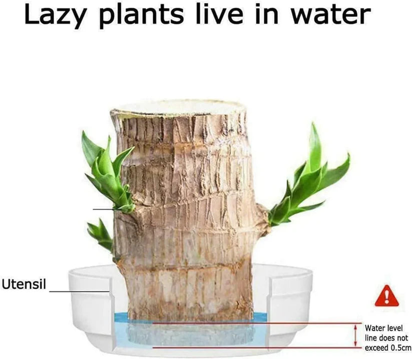 Brazilian Lucky Wood (BUY 1 GET 1 FREE)