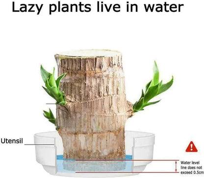 Brazilian Lucky Wood (BUY 1 GET 1 FREE)