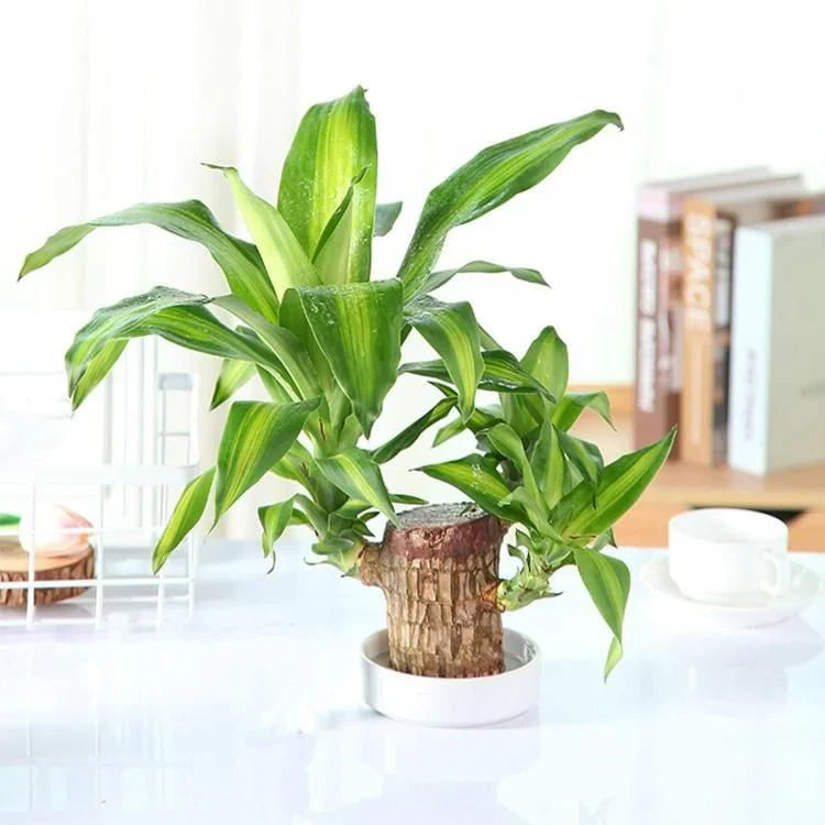 Brazilian Lucky Wood (BUY 1 GET 1 FREE)