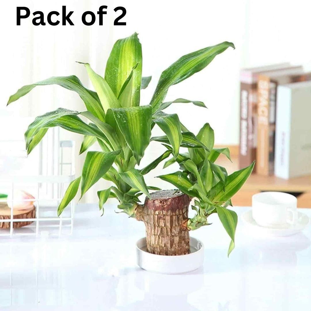 Brazilian Lucky Wood (BUY 1 GET 1 FREE)